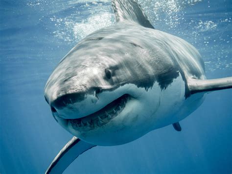 Discover the very best videos about <b>sharks</b> YouTube has to offer - brought to you by National Geographic Kids!Tiger <b>Shark</b> photo © Greg Amptman/Shutterstock; H. . Shark near me